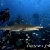 shark_tiger_sand_atlas_h_0360_nca0818.jpg